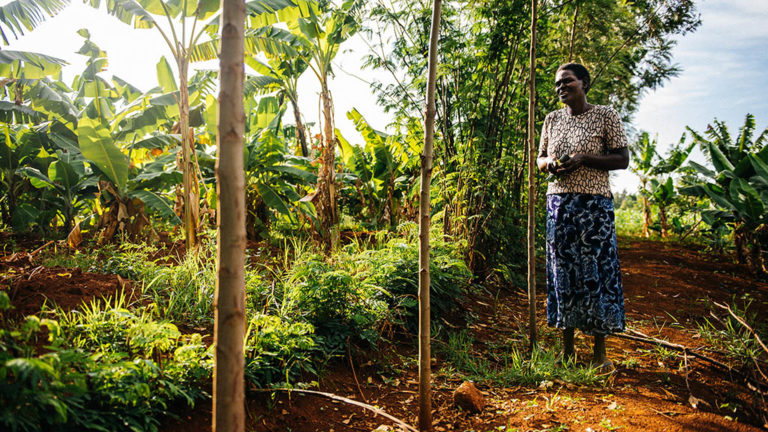 Benta Muga in Kenya uses agroforestry on his farm and plants crops together with trees. Photo: Amunga Eschuchi, Vi-skogen