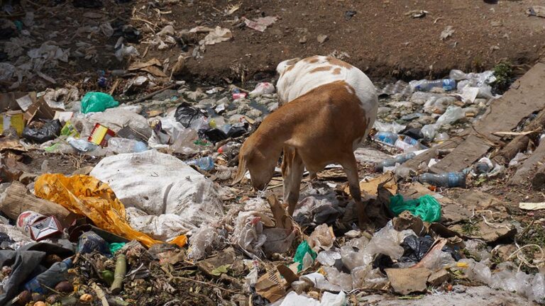 Goat among plastic waste