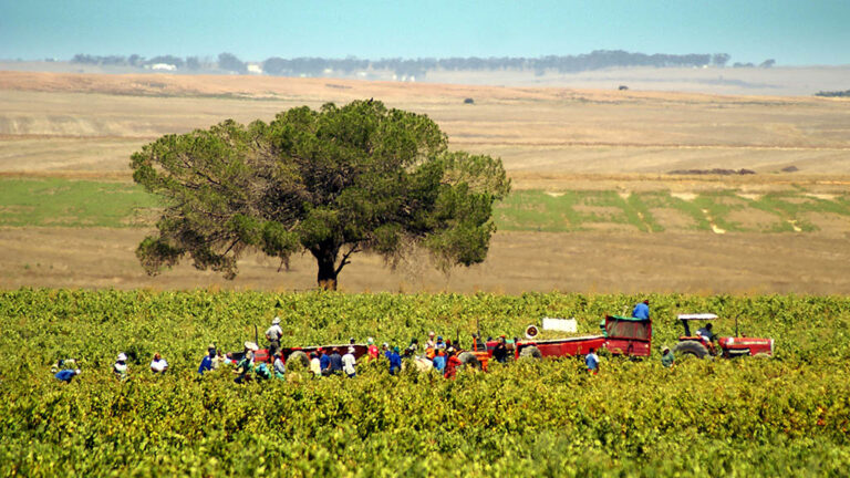 Farm workers out harvesting