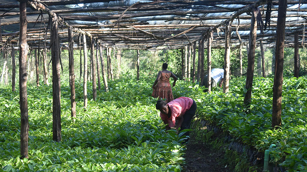 Nursery for coffee trees